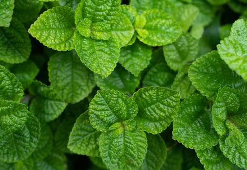 Closeup green leaves of tropical plant in garden. Dense green leaf with beauty pattern texture background. Green leaves for spa background. Green wallpaper. Top view ornamental plant in garden.