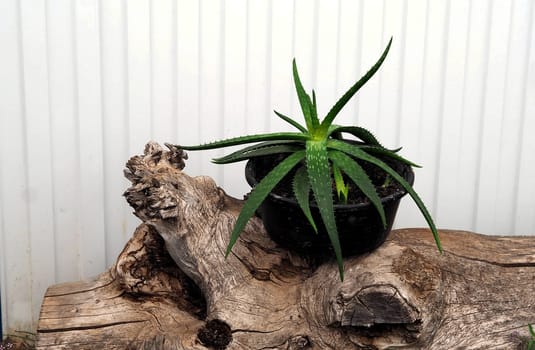 Aloe Vera in a pot in the foreground on a wooden log.Medicinal herbs concept