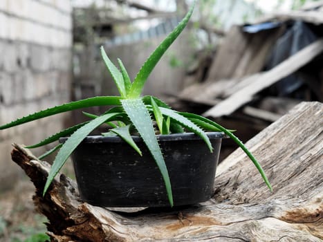 Aloe Vera in a pot in the foreground on a wooden log.Medicinal herbs concept