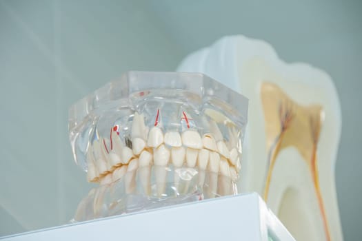 Clean teeth denture, dental cut of the tooth, tooth model, and dentistry instruments