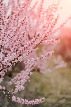 A peach blooms in the spring garden. Beautiful bright pale pink background. A flowering tree branch in selective focus. A dreamy romantic image of spring. Atmospheric natural background.