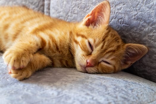 Close-up of a small cute ginger kitten sleeping on the sofa. Pets, care.