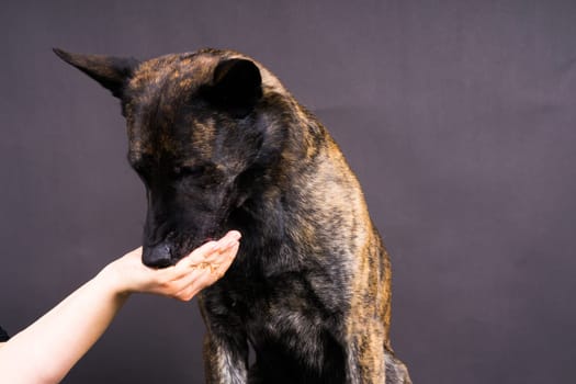 Friendship between Human and dog, feeding and taking a paw in hand