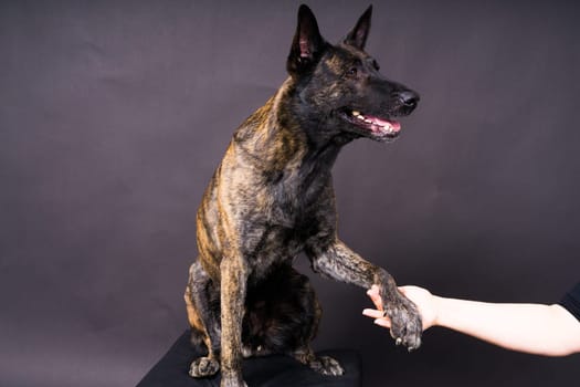 Friendship between Human and dog, feeding and taking a paw in hand