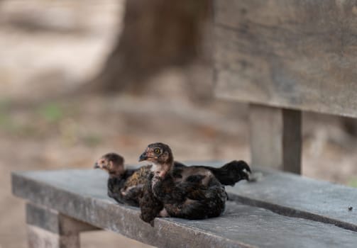 Young and featherless black chickens seated calmly on a wooden bench outdoors. Close-up shot with blurred background.