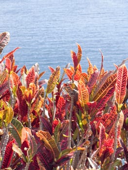 The colorful leaves of the croton Codiaeum variegatum against the backdrop of the sea