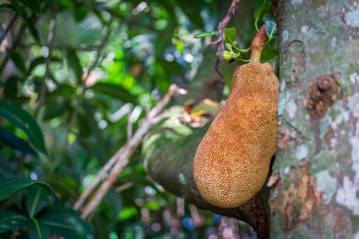 This is a close-up shot of a Jackfruit, a tropical fruit that is large, sweet and high in calories, hanging from a tree with a blurred background.