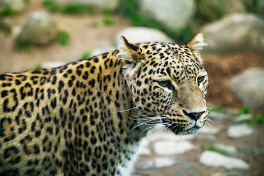 Portrait of a predatory spotted leopard animal