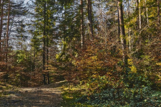 a large area covered chiefly with trees and undergrowth.