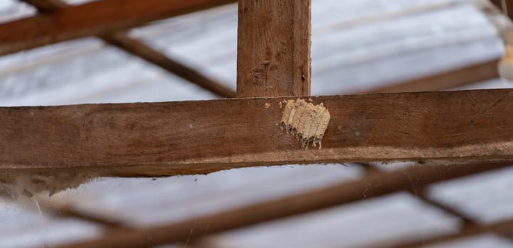 Clusters of wasp nests swarm around a wooden beam, blending with the natural texture of the wood.