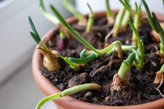 Onion seedlings in a flower pot on the windowsill