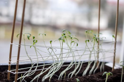Seedlings in the ground on the windowsill close up