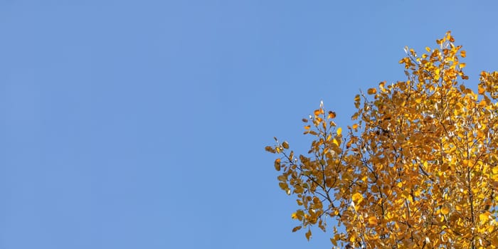 Birch tree yellow autumn leaves, with blue sky (space for text) in background. 