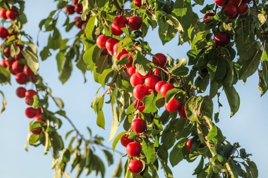 Red mirabele plums (Prunus domestica syriaca) growing on wild tree., blue sky in background