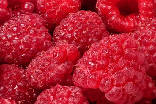 Close up of red ripe raspberries with some water on them