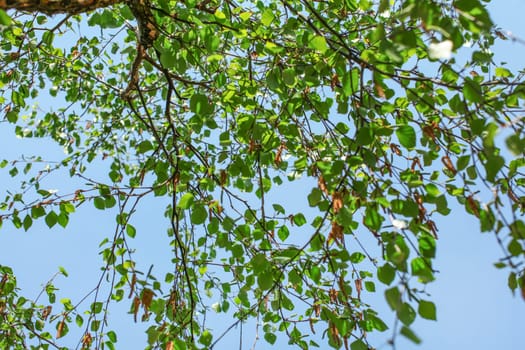Looking up the birch tree, small green leaves against blue sky background. Abstract spring nature background.
