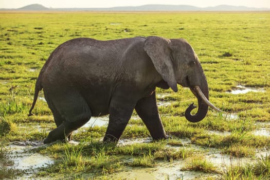 African bush elephant (Loxodonta africana) walking on savanna, grass covered in water.