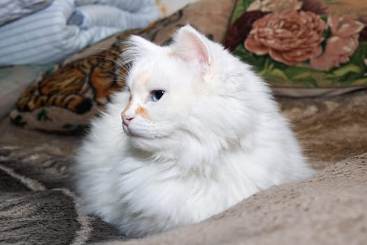 White fluffy cat with blue eyes sleeps on bed close up