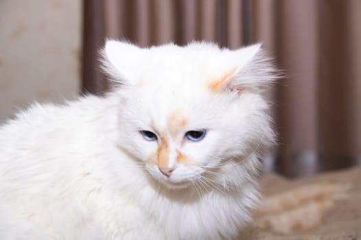 White cat with blue eyes close up portrait