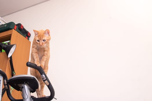 Funny cat gnawing on the wire of an exercise bike