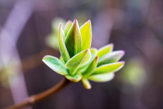 Young green leaves of a blooming plant close up