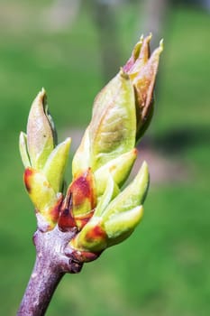 Young green leaves of a blooming plant close up