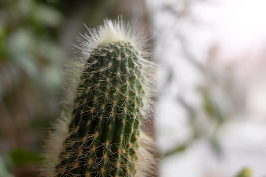 Green cactus with needles close up, copy space