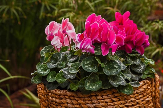 Different shades of pink Cyclamen flowers in a basket