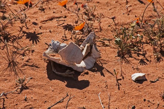 Shell of a dead tortoise with daisies in the Namaqualand springtime.