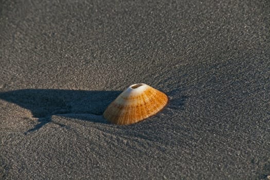 A single shell of the Rayed limpet (Helcion Sp) on the Namaqualand Atlantic coast, South Africa