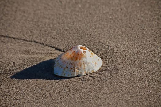 A single shell of the Rayed limpet (Helcion Sp) on the Namaqualand Atlantic coast, South Africa