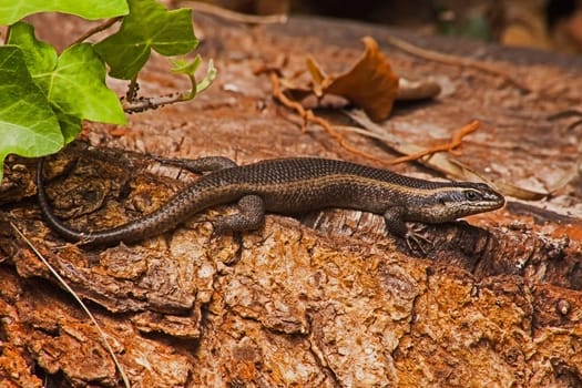 Speckled Rock Skink (Trachylepis punctatissima) basking on a log