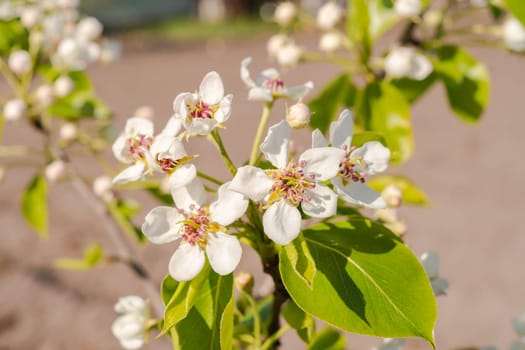 Flowering branch of pear. Blurred background. Pear blossom in early spring