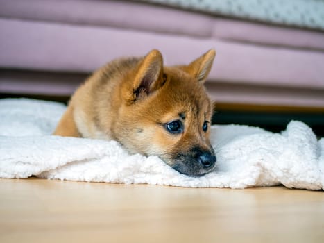 Portrait of cute Shiba Inu small dog, puppy, Close up. Dogecoin. Red-haired Japanese dog smile portrait. Illuminating color, cryptocurrency, electronic money. High quality photo for postcard