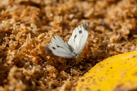 Image of white butterfly sitting on ground, close-up