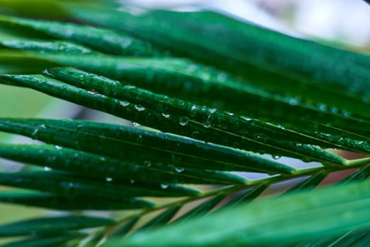 palm leaf with dew drops after rain