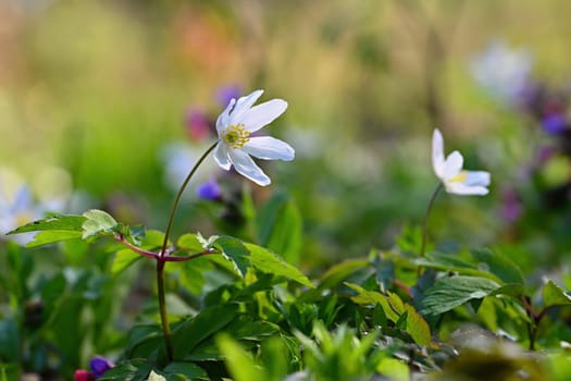 Beautiful spring background. Nature with flowers in the grass. Morning dew with sunshine in the forest. Concept for ecology and environment