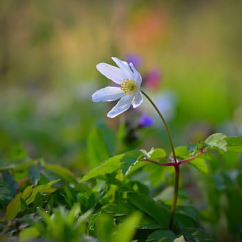 Beautiful spring background. Nature with flowers in the grass. Morning dew with sunshine in the forest. Concept for ecology and environment