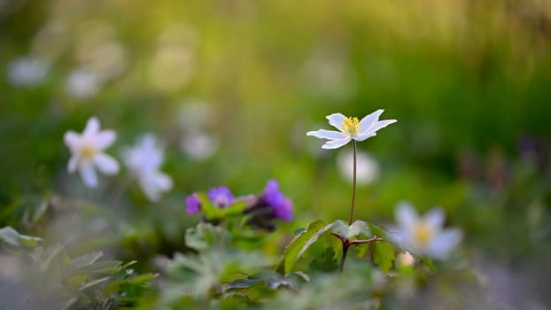 Beautiful spring background. Nature with flowers in the grass. Morning dew with sunshine in the forest. Concept for ecology and environment