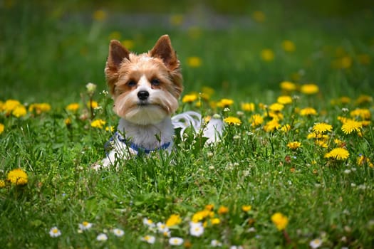 Dog on the grass. Pet - Yorkshire terrier biewer.