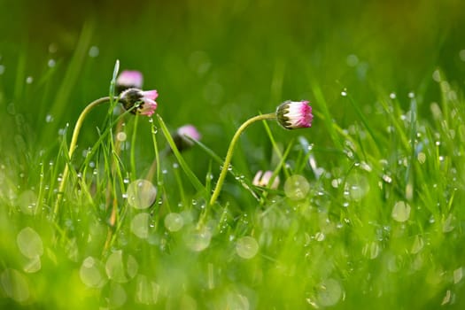 Beautiful spring background. Nature with flowers in the grass. Morning dew with sunshine in the forest. Concept for ecology and environment