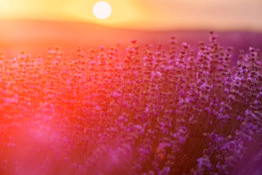 Blooming lavender in a field at sunset in Provence. Fantastic summer mood, floral sunset landscape of meadow lavender flowers. Peaceful bright and relaxing nature scenery