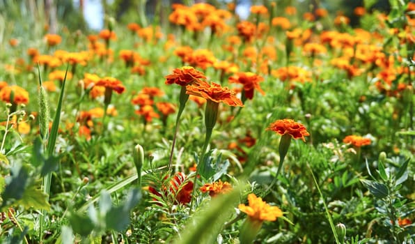 a plant of the daisy family, typically with yellow, orange, or copper-brown flowers, that is widely cultivated as an ornamental. Summer field of bright orange marigold flowers close up