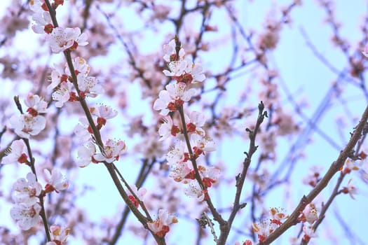 a flower or a mass of flowers, especially on a tree or bush