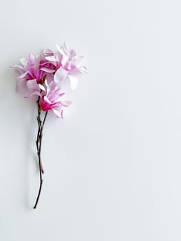 Closeup photo of pink magnolia flowers, isolated on white background. With empty space for text or inscription. For postcard, advertisement or website.