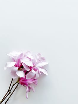 Closeup photo of pink magnolia flowers, isolated on white background. With empty space for text or inscription. For postcard, advertisement or website.