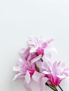 Closeup photo of pink magnolia flowers, isolated on white background. With empty space for text or inscription. For postcard, advertisement or website.