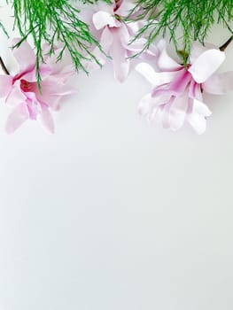 Closeup photo of pink magnolia flowers, isolated on white background. With empty space for text or inscription. For postcard, advertisement or website.