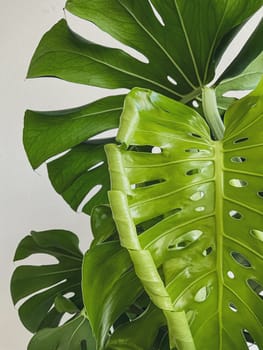 Leaves of Monstera deliciosa plant on a white background. High quality photo. new leaf