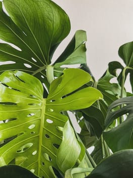 Leaves of Monstera deliciosa plant on a white background. High quality photo. new leaf